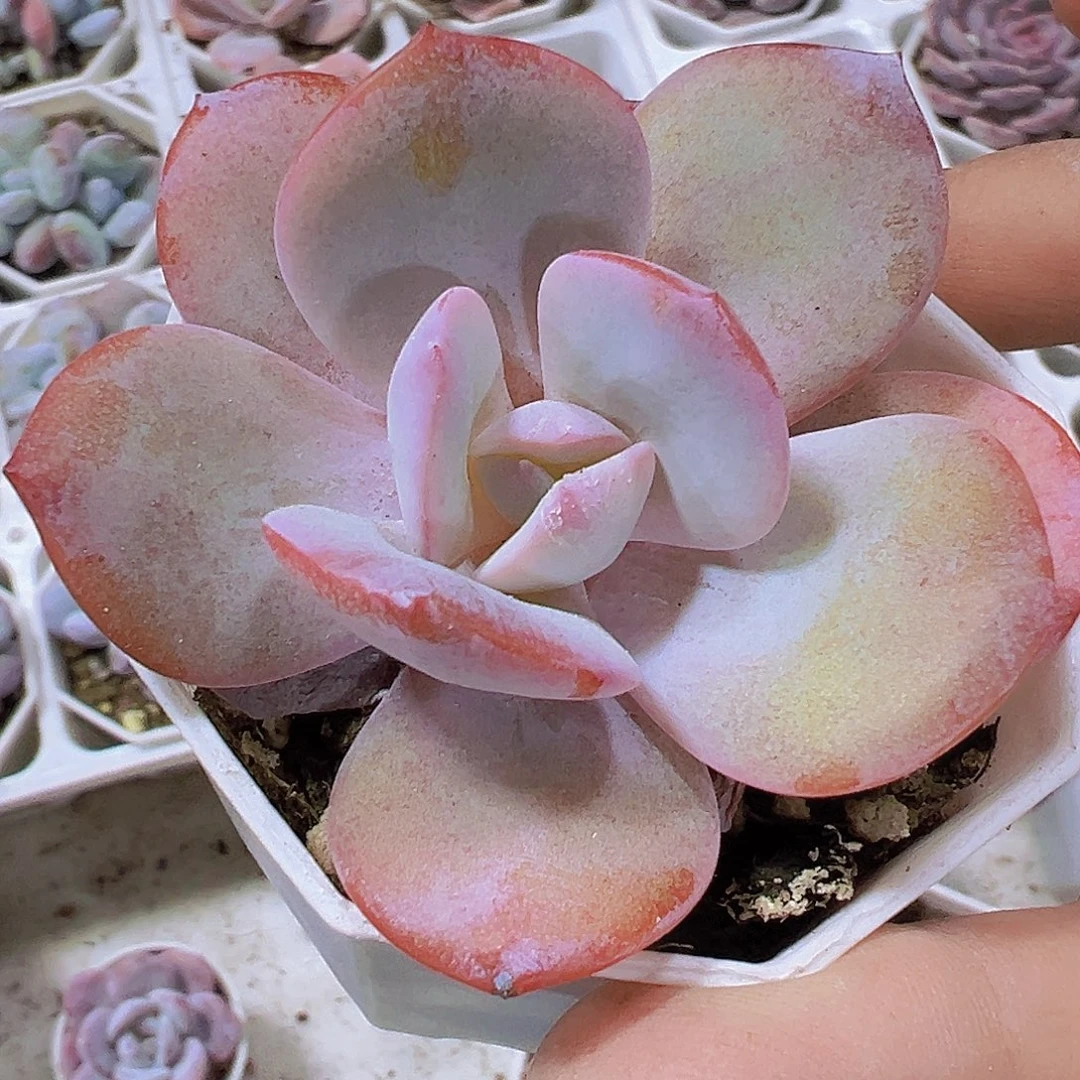粉搽19包邮多肉植物