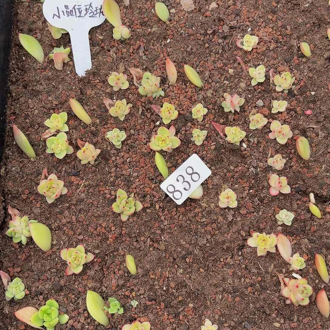 多肉植物多肉植物838
