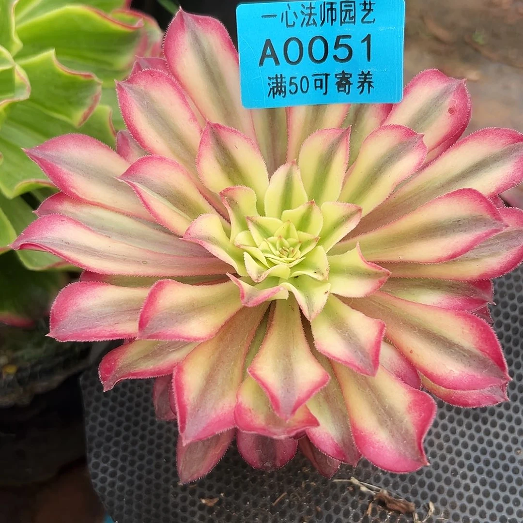 0051多肉植物波仙