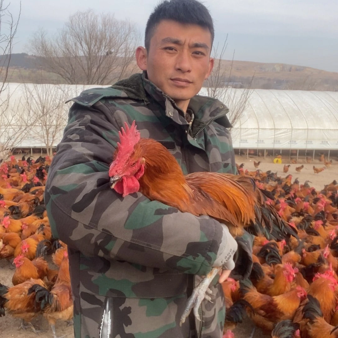 摩***羯8个月包装山上公鸡6斤，杀154号