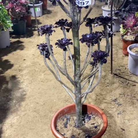 397圆叶红酒杯23567899