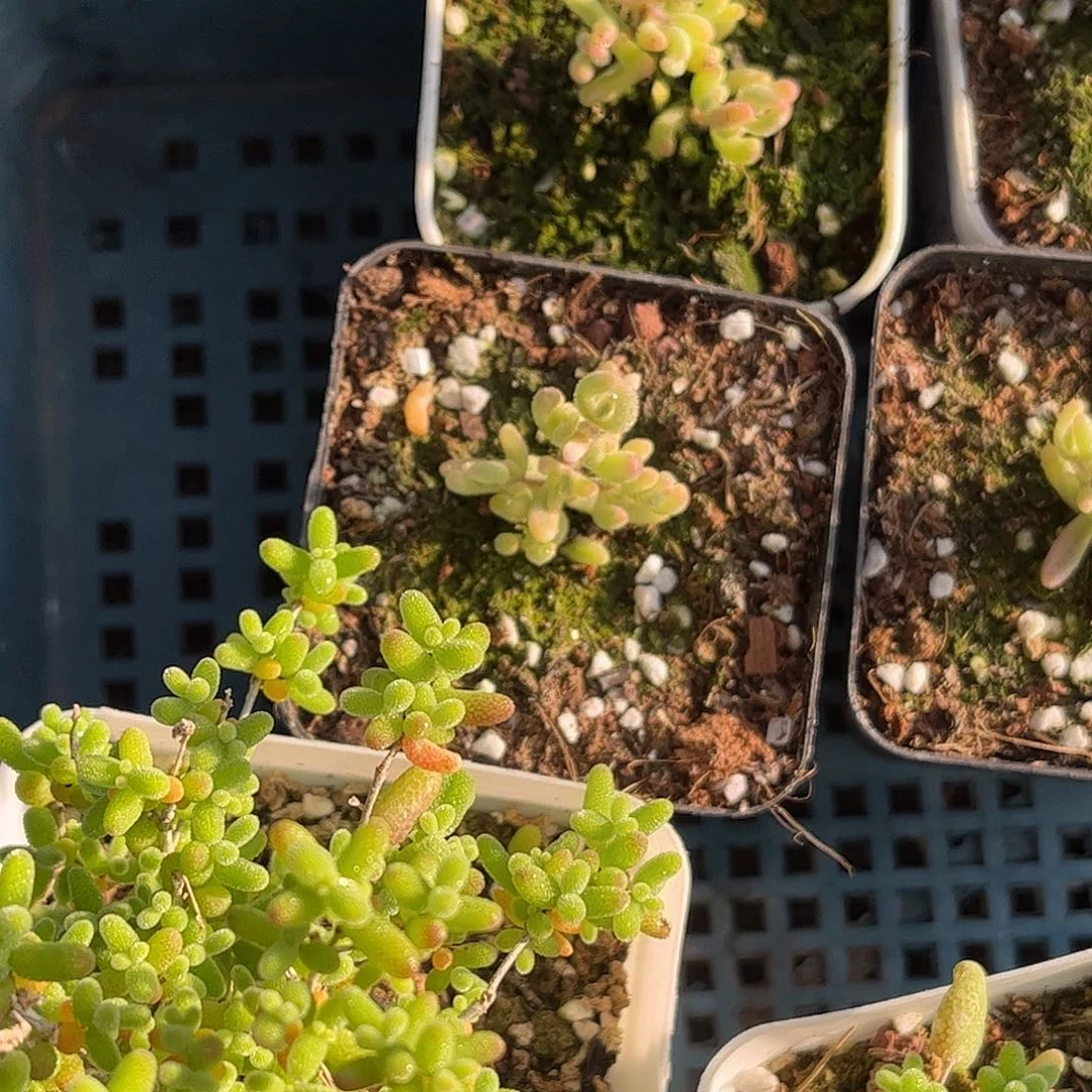 小***圆红宝石锦优选枝干