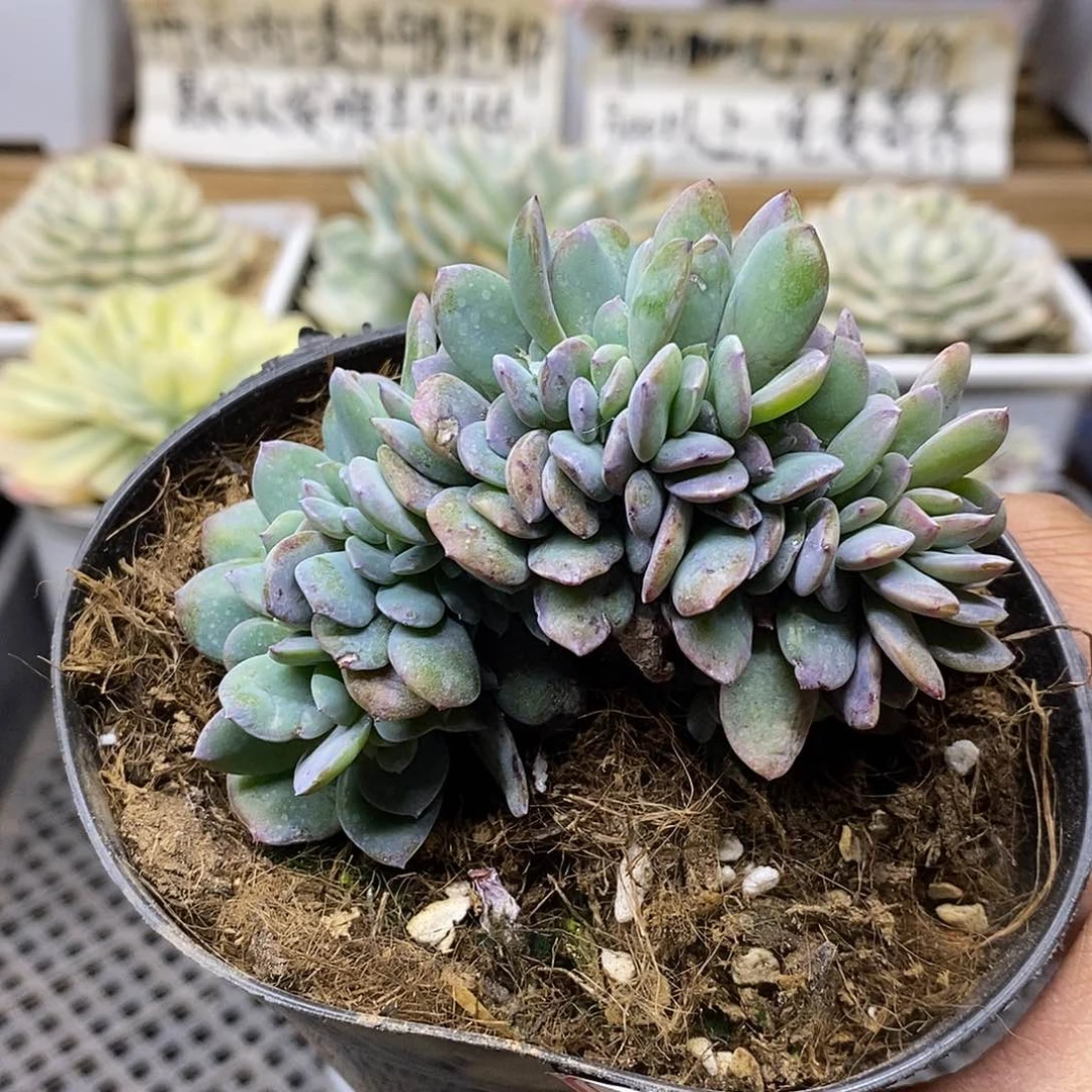 0623 布鲁兰缀化