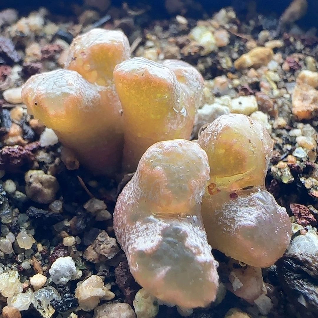 阿*24455 脱土发货哦