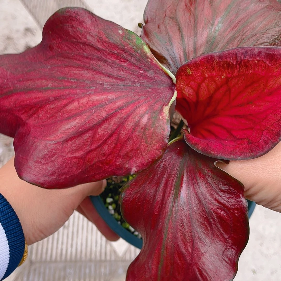 完全开放泰彩一物一拍1496