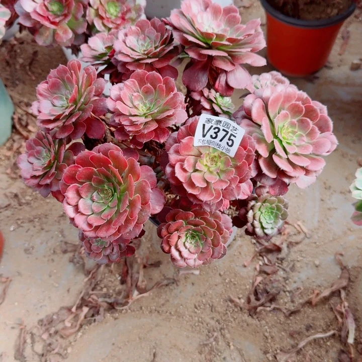 375烟花官服35左右2