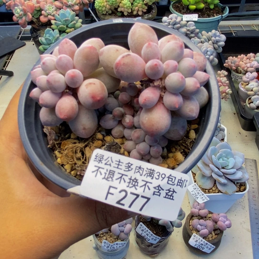 277香水手指奶多肉7c m