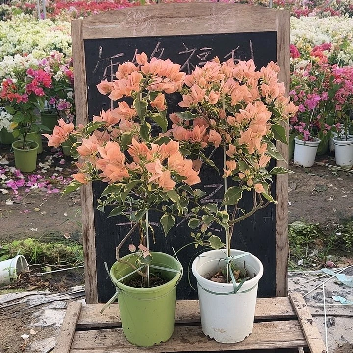 完全开放三角梅马斯