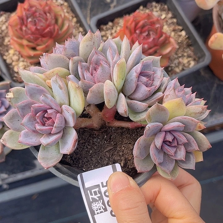 紫薰0805多肉植物