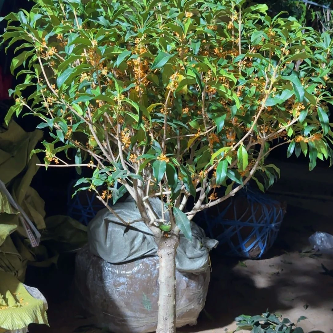 莱***弟无花朵桂花。八月桂系列