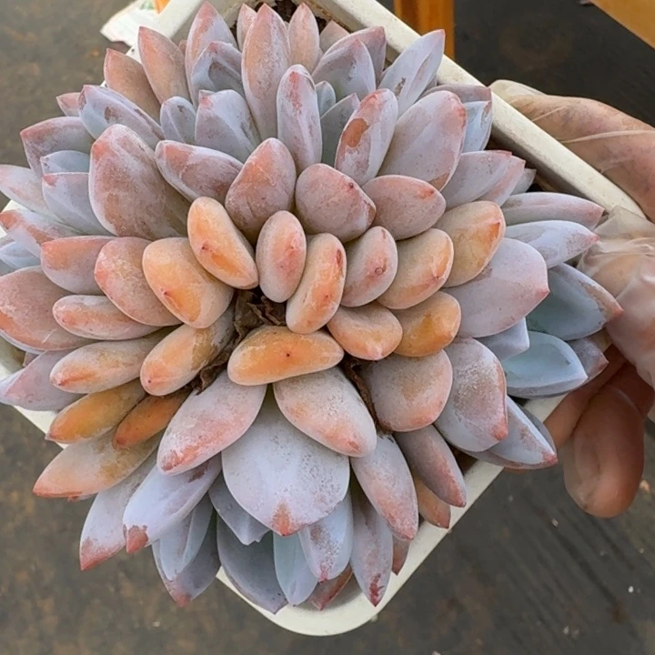 七头韩橙朵朵缀无砍