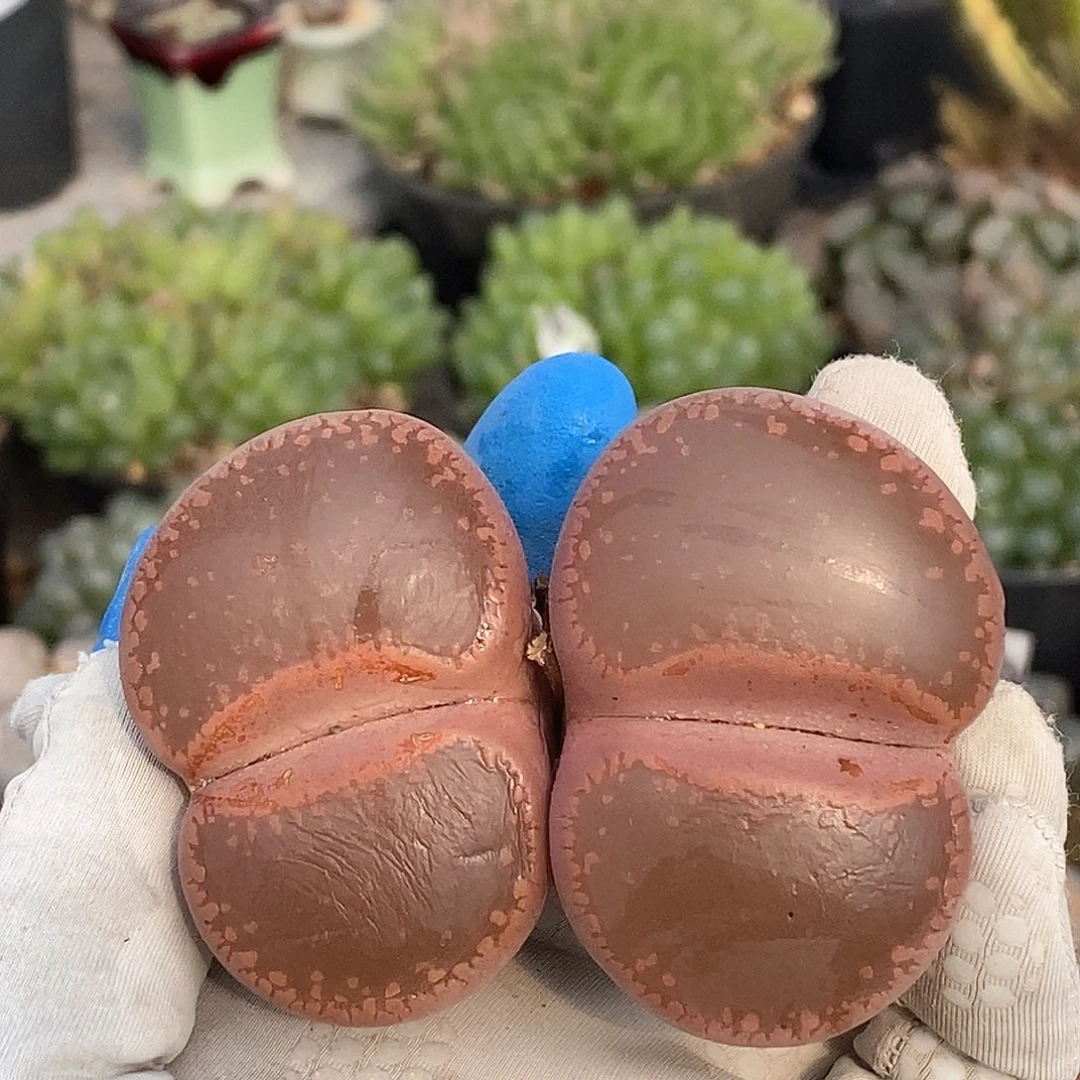 333 透窗老母本 脱土