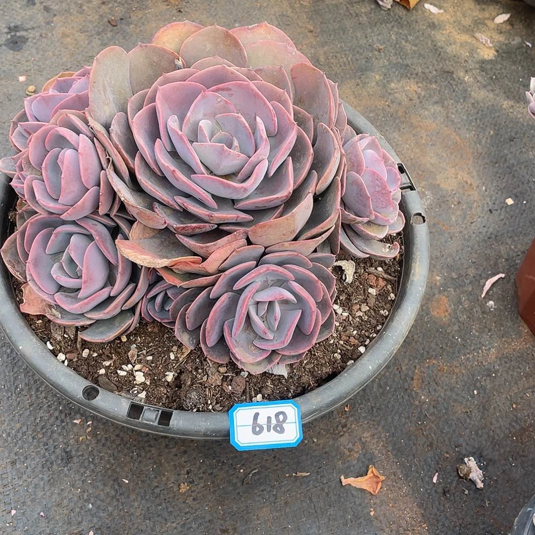 618尘埃玫瑰 一物一拍多肉