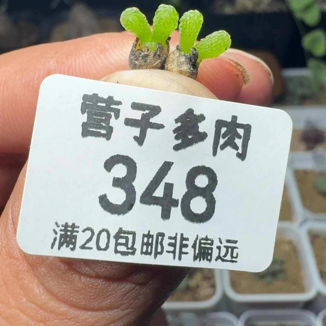 妖奇玉
