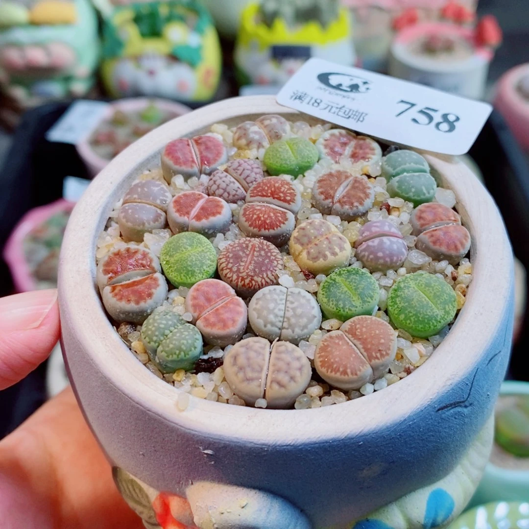 小***人生石花花花花开了758