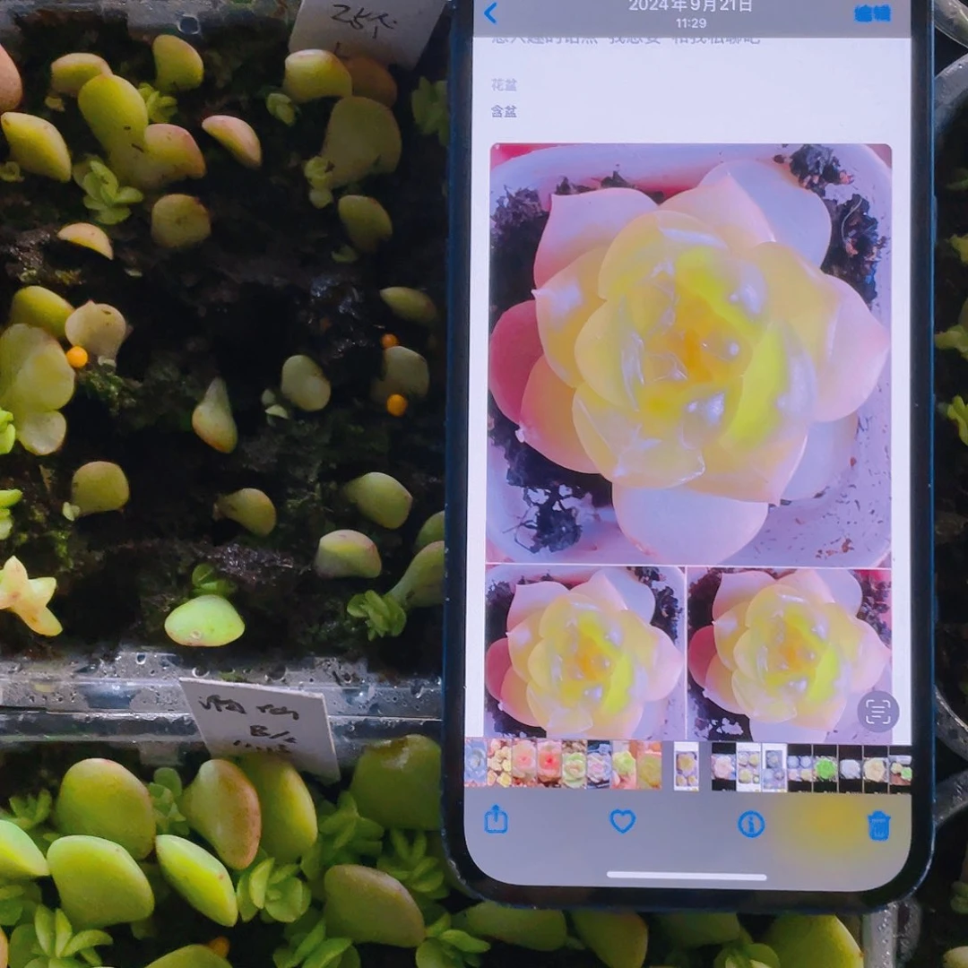 谪仙芝麻苗一个满25包邮