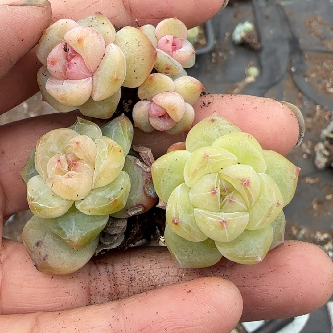 唯***一多肉小卡拉米糖心一物一拍