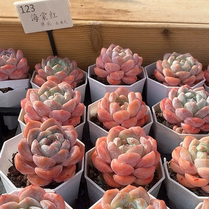 123海棠红 福利多多