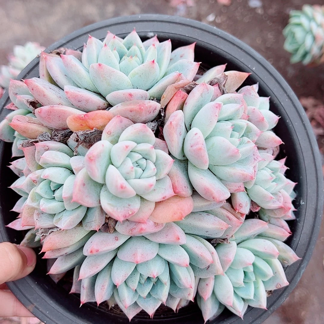 冰山美人多头造型精品