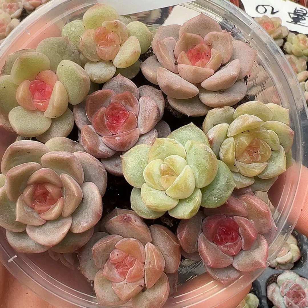 07 量拍 满19.9包邮 非偏远地区