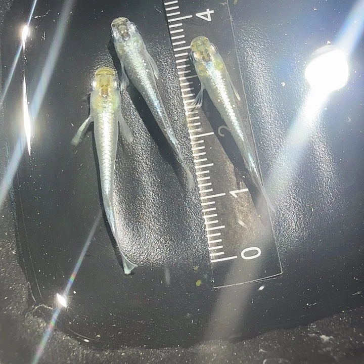 青鳉鱼158号拍品祖母绿3条