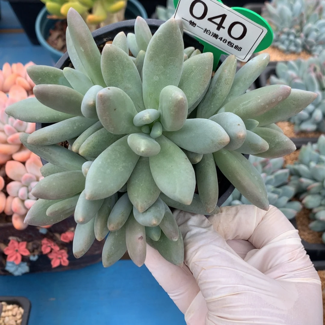 白兰地无砍捧花040