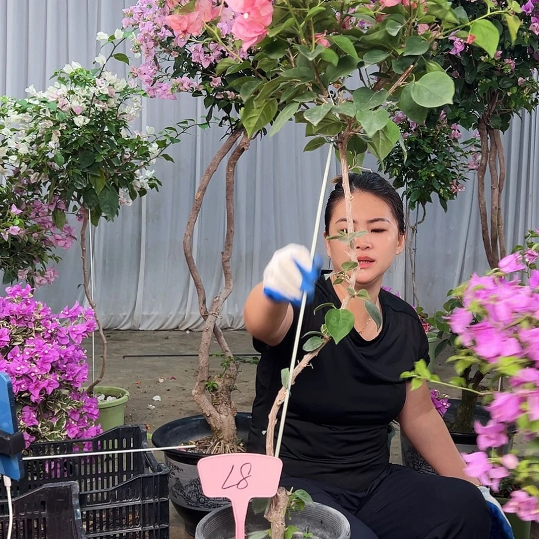 鱼***.大部分花苞少量开放L8不甜