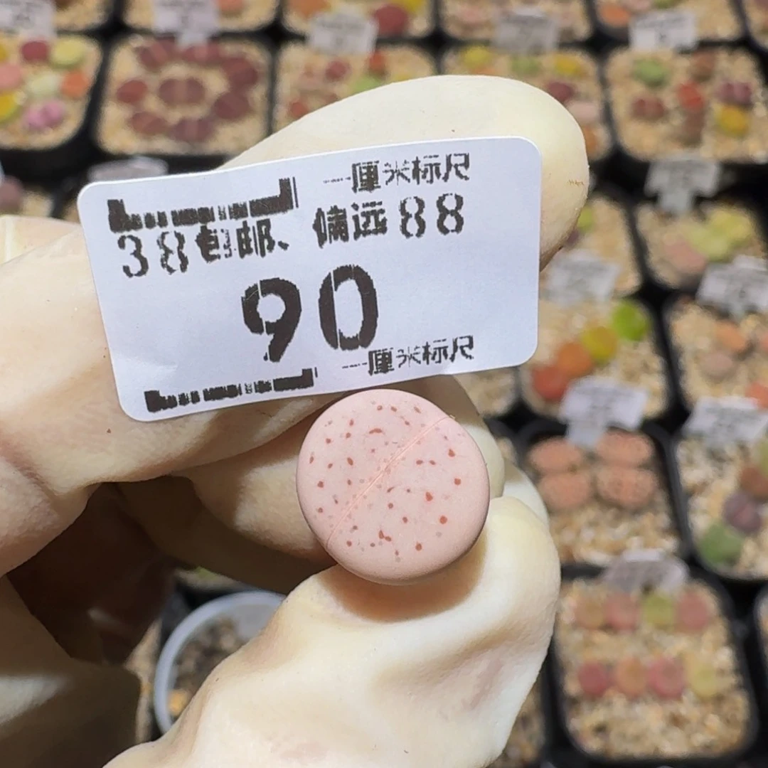 喜***8Ssss精品生石花90