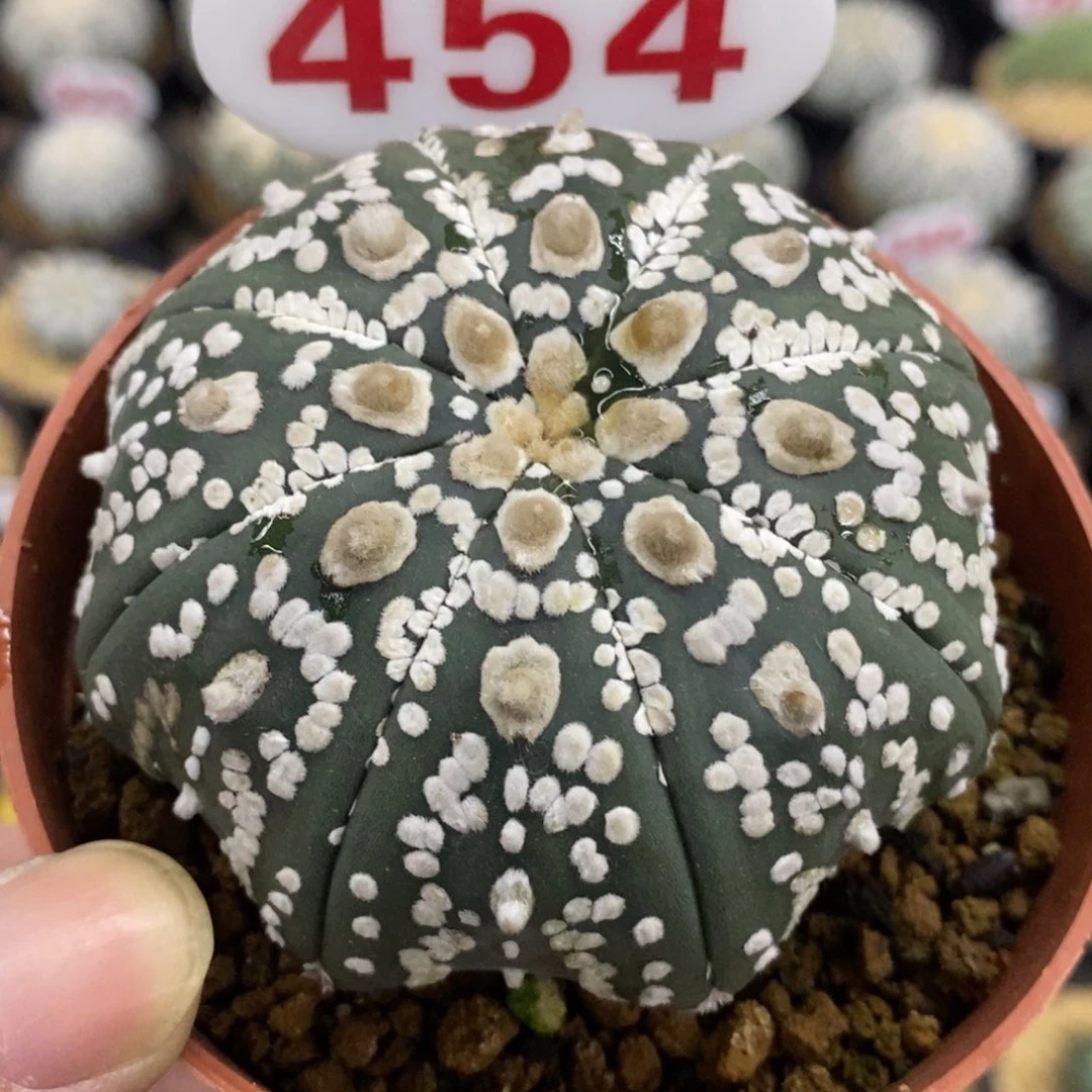 454海星琉璃超兜盾v