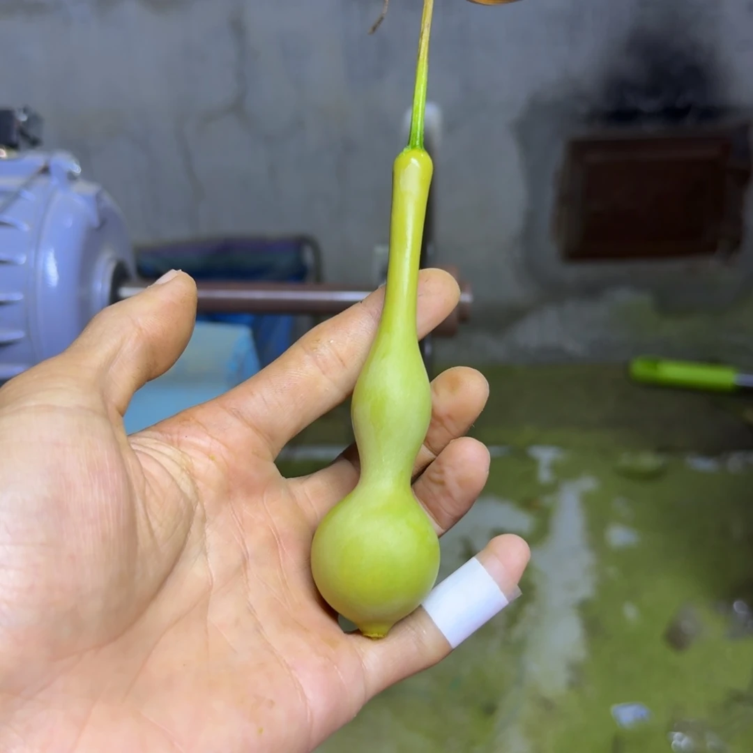 小***风發财精品葫芦闪购