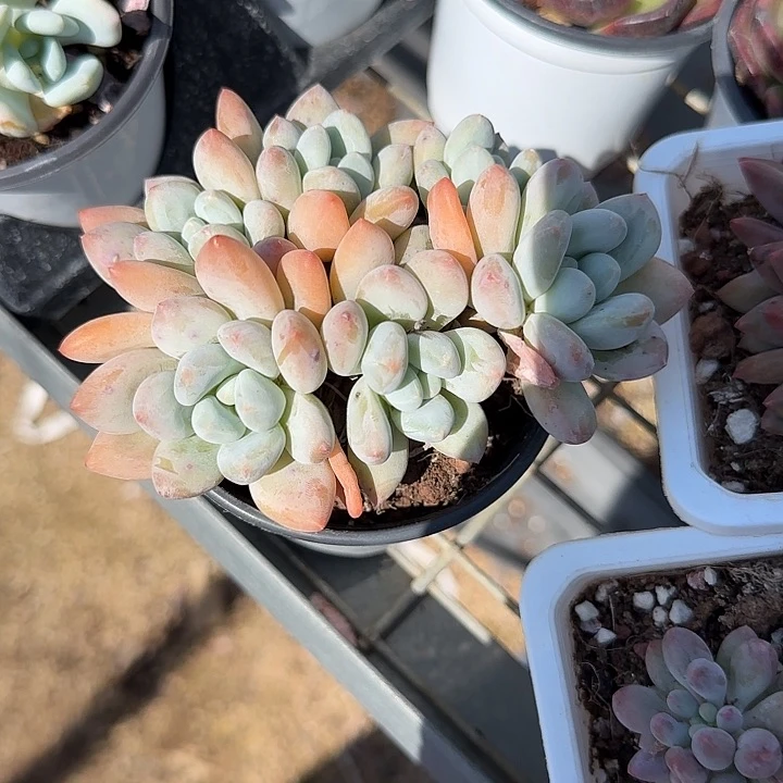 随*?青蛙王子儿童牙膏111