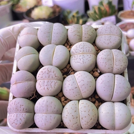 无花朵0591，如图一物一拍