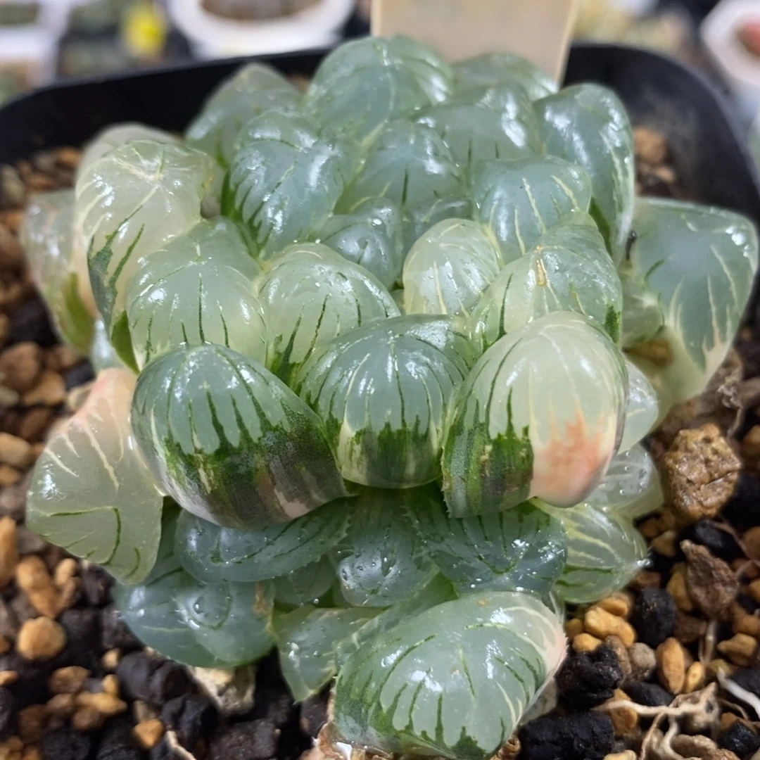 35湖水玉露锦一物一拍