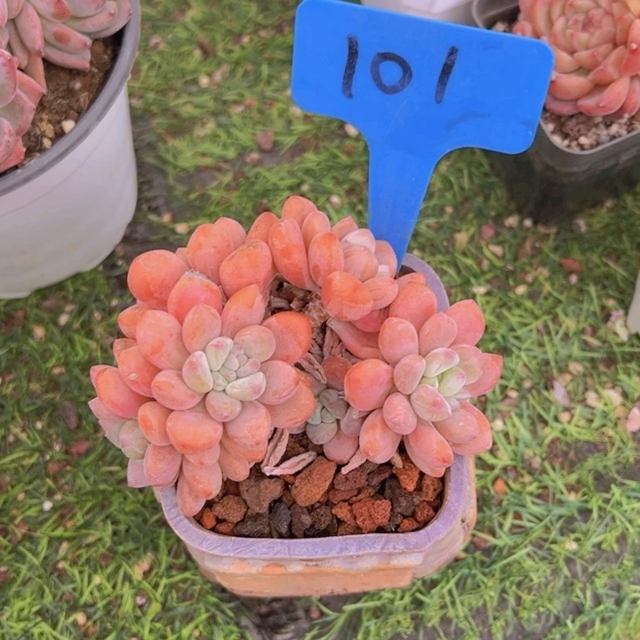 健健康康平平安安