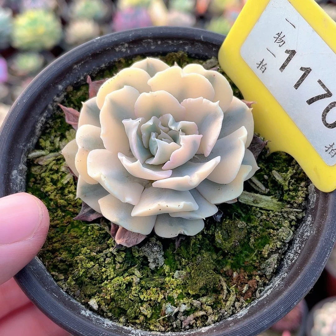 1170号多肉利比里亚锦