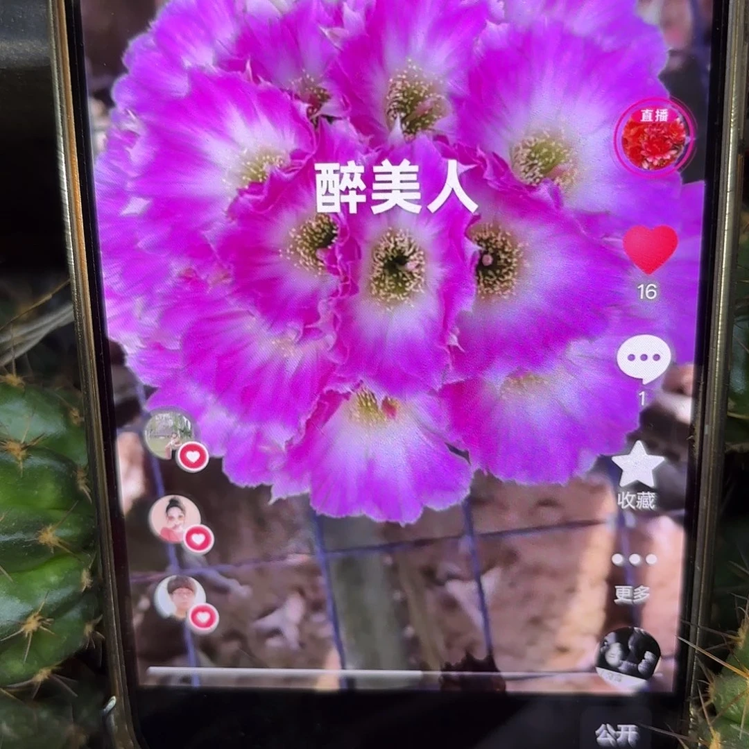 醉美人三公分侧牙20包邮仙人球20