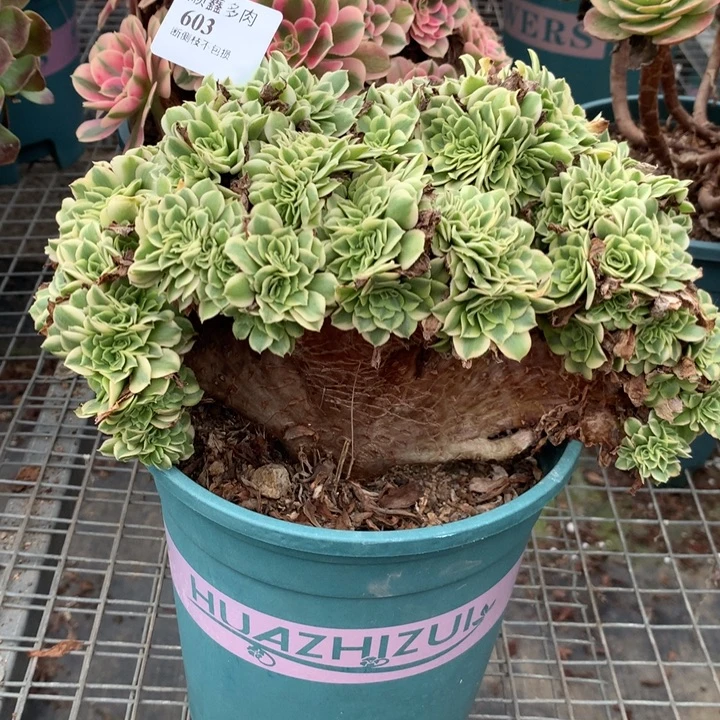 603绿豆沙缀多肉植物特价