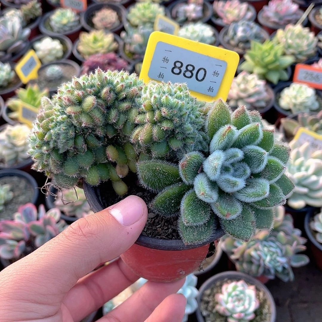 880号多肉植物保护