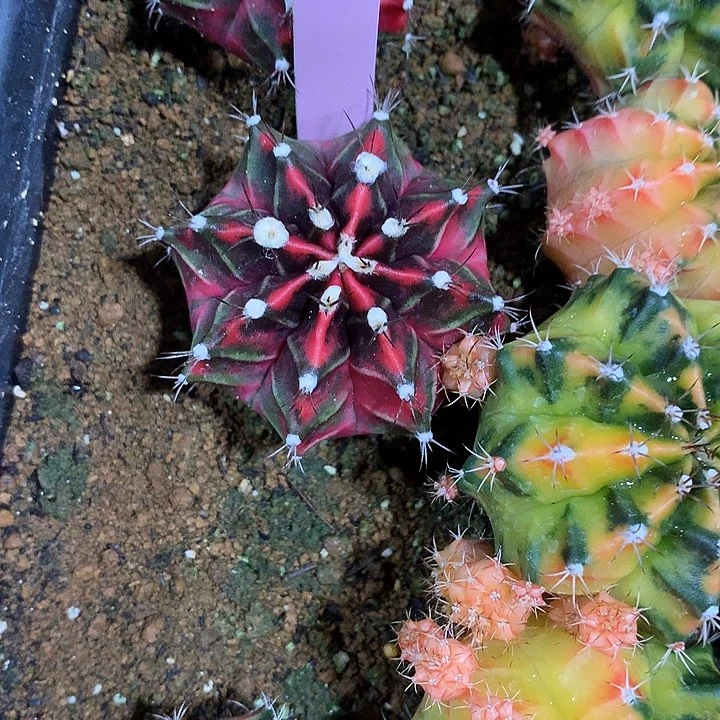 ?****?115-0425泰国发货朝霞多肉