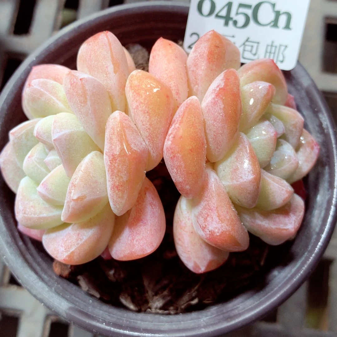 5厘米盆精控多肉0045