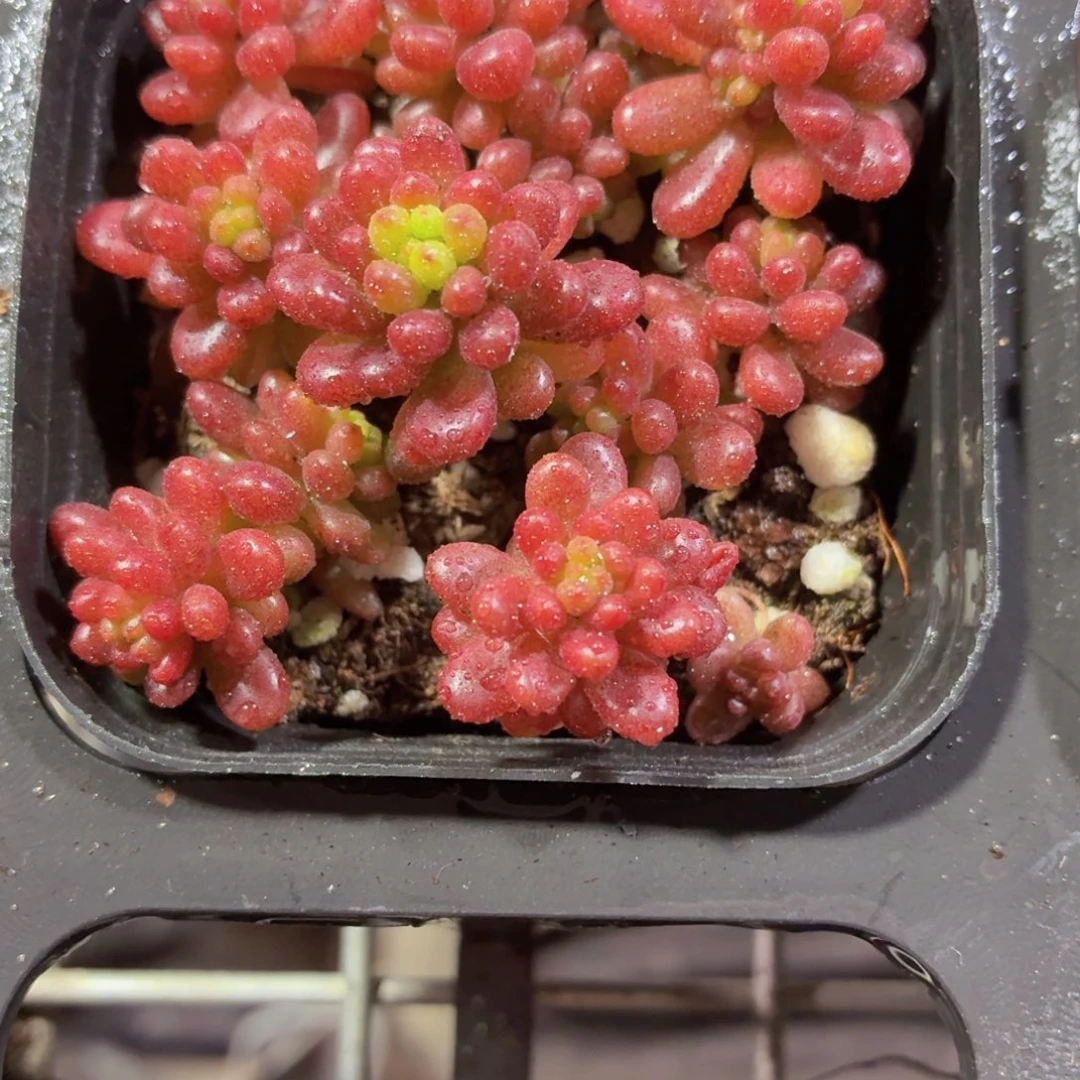 浆果多肉9.9包邮发货