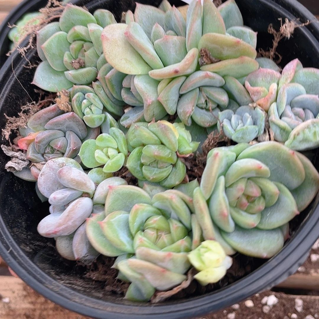 多肉植物多肉植物420