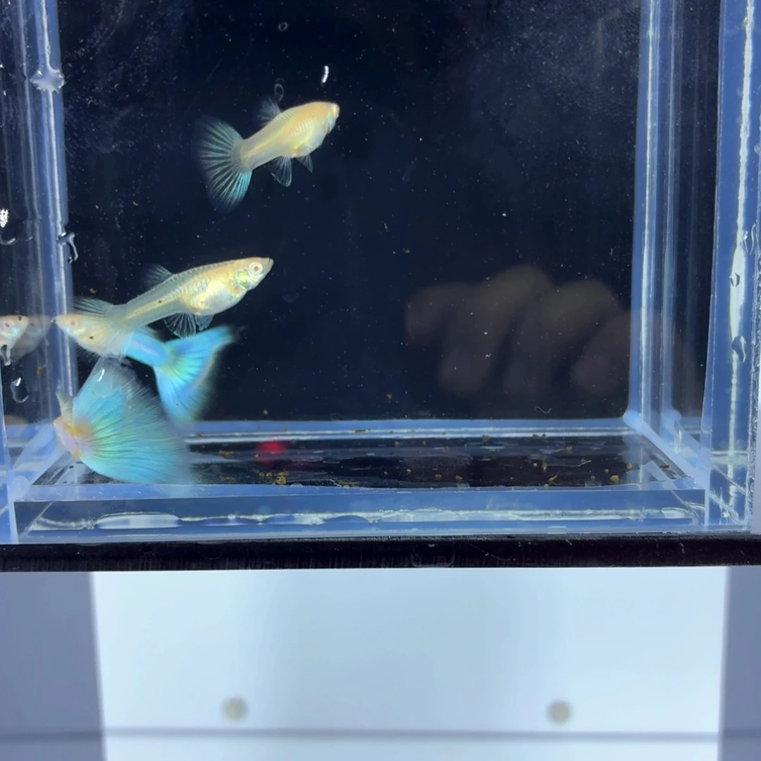 孔雀鱼新加蓝白子两对（46）