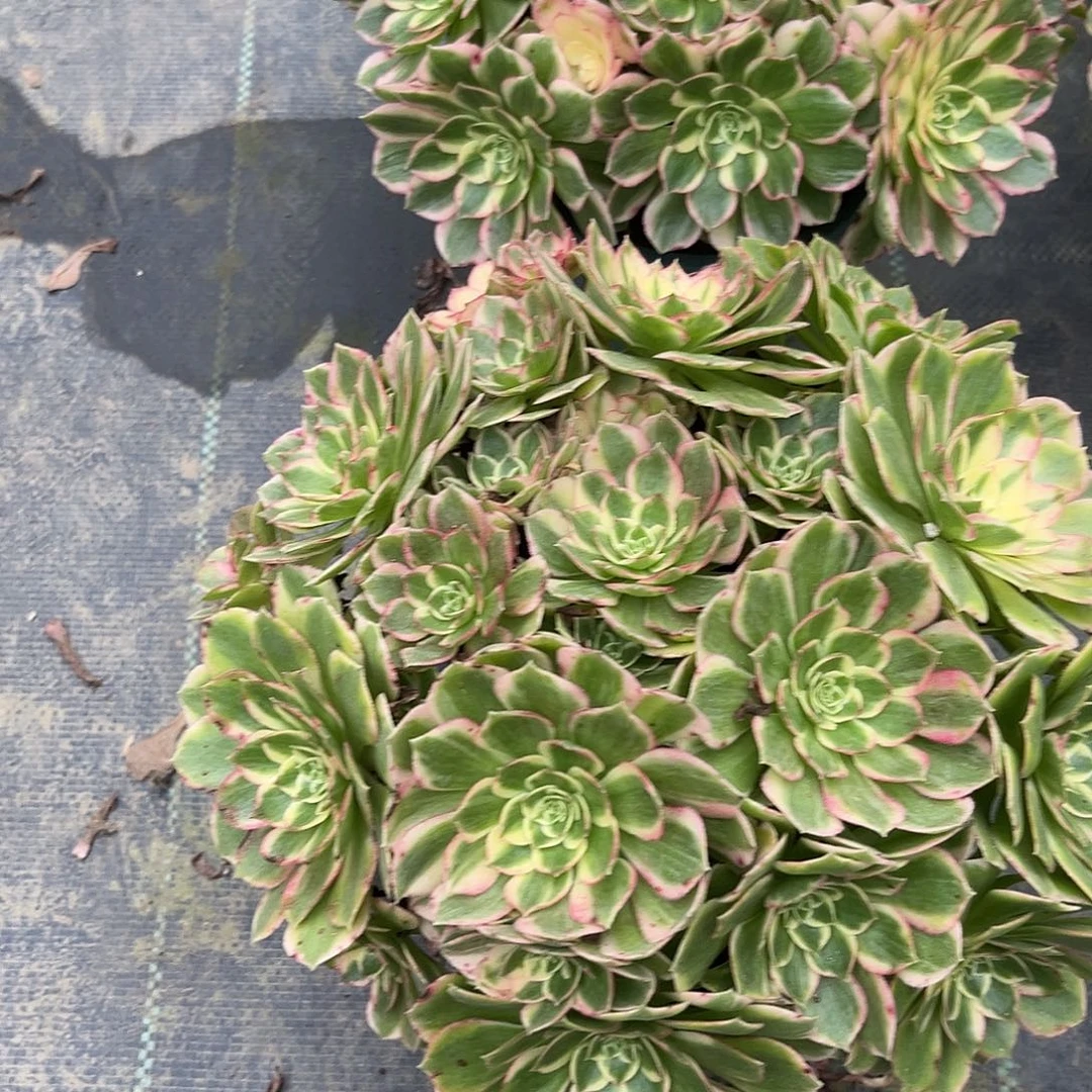 海王法师多肉植物漂亮