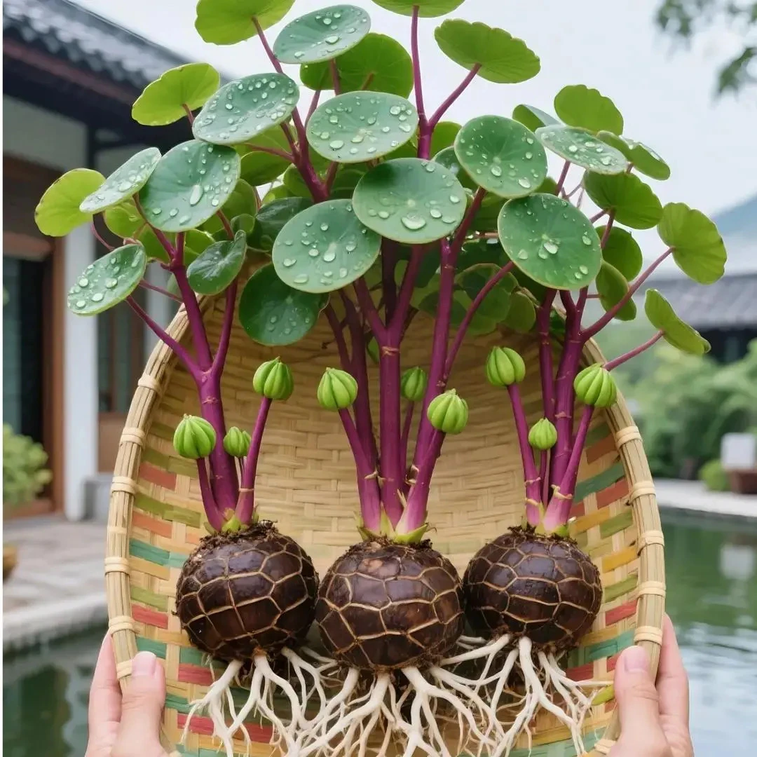 【懒人必备】山乌龟金不换植物盆栽红藤圆叶懒人绿植爬藤观叶室内