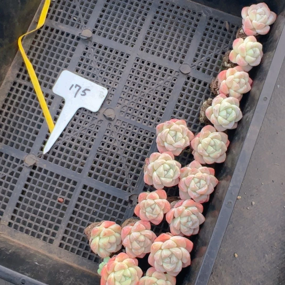 婕*卡小冰玉4公分左右十五颗175号