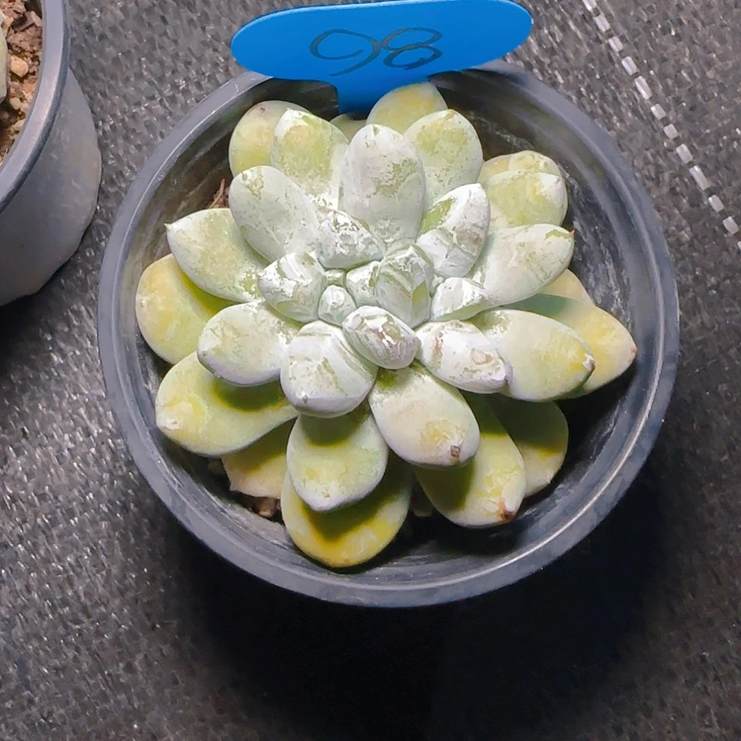 至**刻拇指98号一物一拍