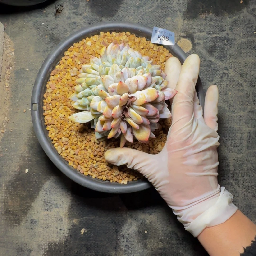 k k k k k k k k 88