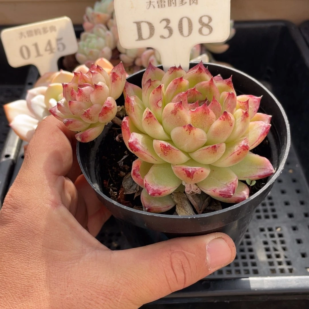 308紫荆杂不带盆10厘米