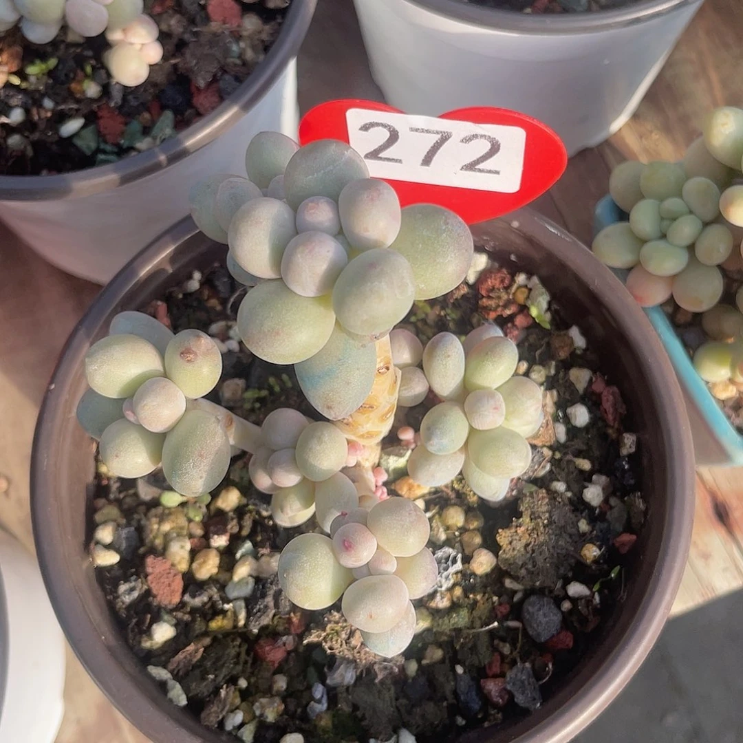 奶尖 脱土发货 12口盆